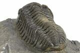 Colorful Morocops Trilobite - Ofaten, Morocco #312779-5